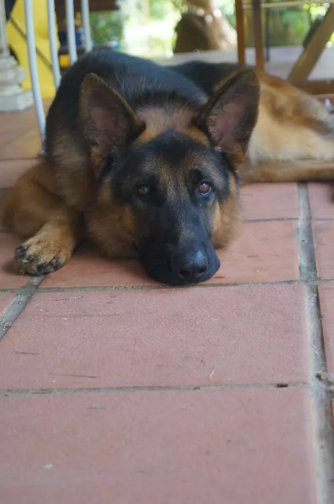 Cachorro ra a Pastor Alemão idade 4 anos nome Choop