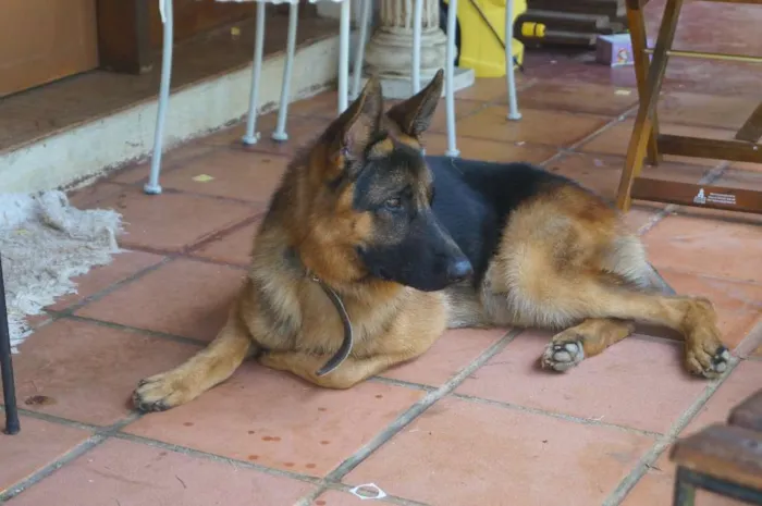 Cachorro ra a Pastor Alemão idade 4 anos nome Choop