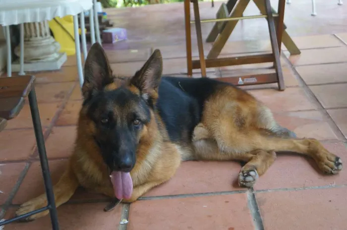 Cachorro ra a Pastor Alemão idade 4 anos nome Choop