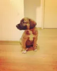 Garoto