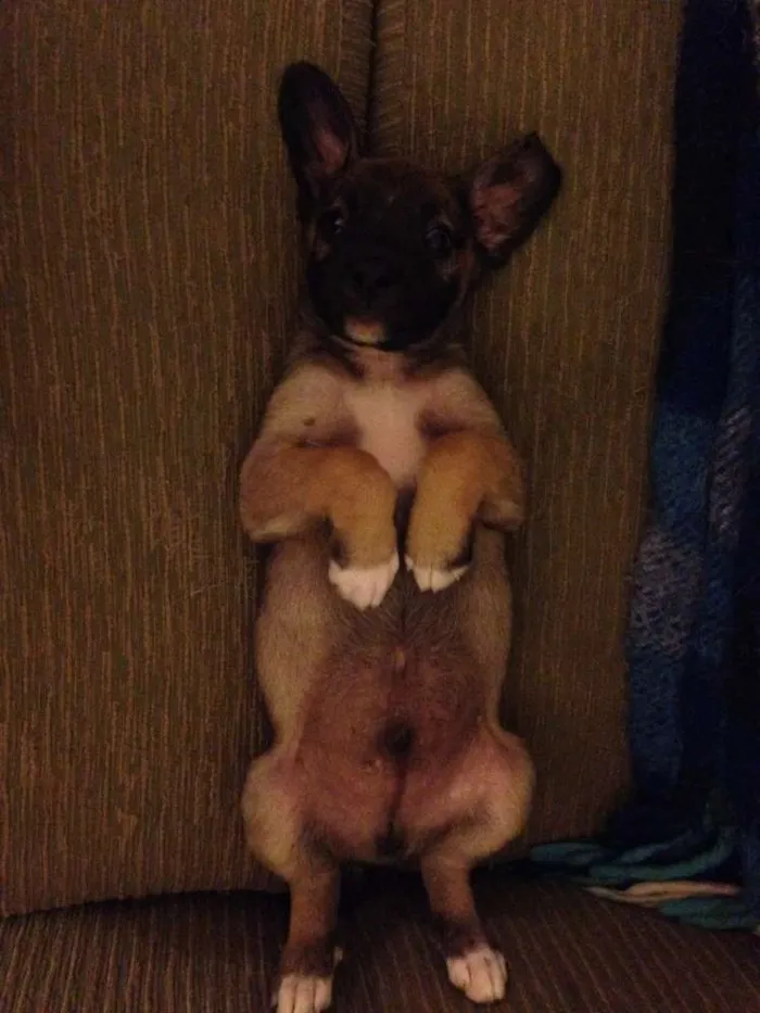 Cachorro ra a SRD idade 2 a 6 meses nome Garoto