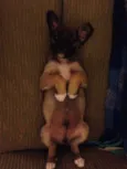 Garoto