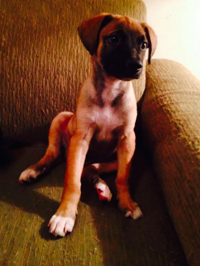 Cachorro ra a SRD idade 2 a 6 meses nome Garoto