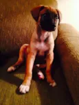 Garoto