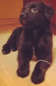 Pelúcio