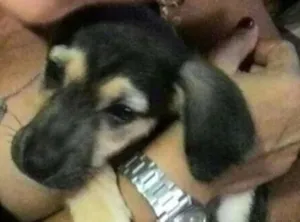 Cachorro raça sem raça idade 2 a 6 meses nome sansa