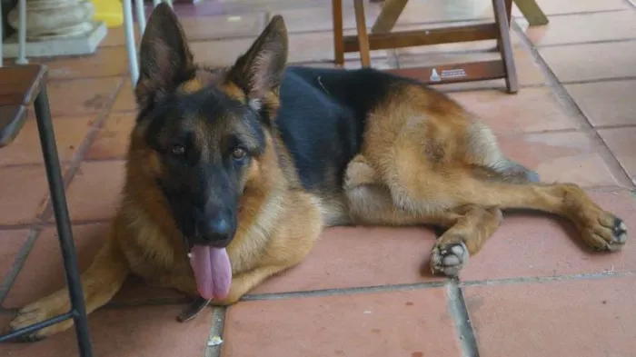 Cachorro ra a Pastor Alemão idade 4 anos nome Choop