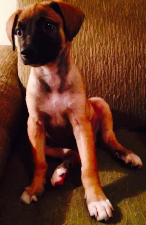 Cachorro raça SRD idade 2 a 6 meses nome Garoto