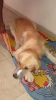 Luck nome de adoção