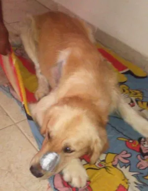 Cachorro raça Golden  idade 2 anos nome Luck nome de adoção 