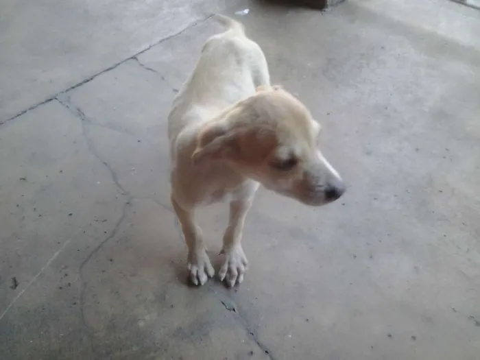 Cachorro ra a vira lata idade 2 a 6 meses nome Lili