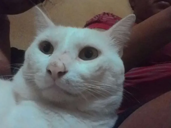 Gato ra a Angorá idade 1 ano nome branquinho