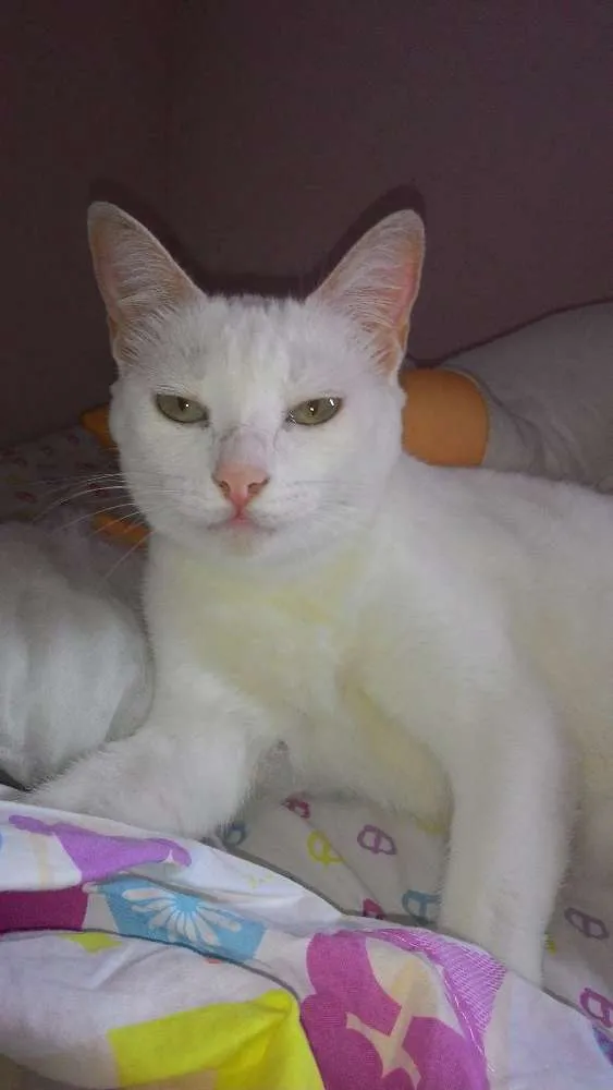 Gato ra a Angorá idade 1 ano nome fofinho