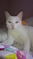 fofinho