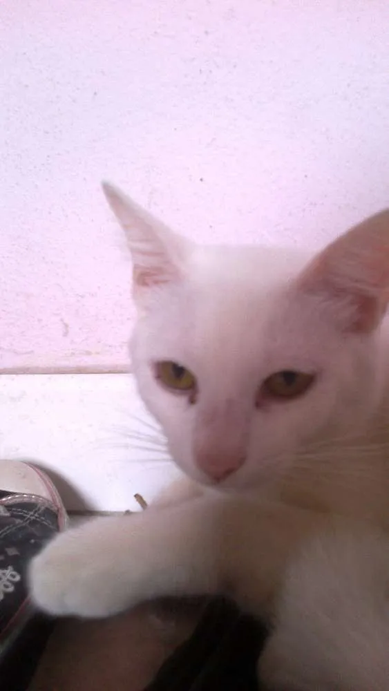 Gato ra a angora idade 1 ano nome mingal