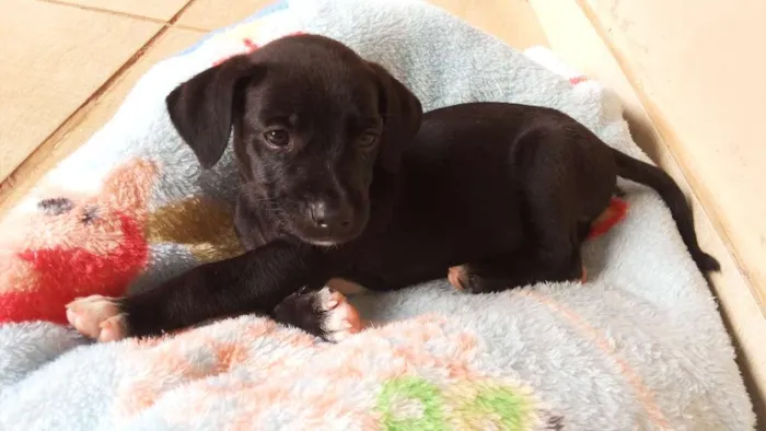 Cachorro ra a  idade Abaixo de 2 meses nome Pretinho