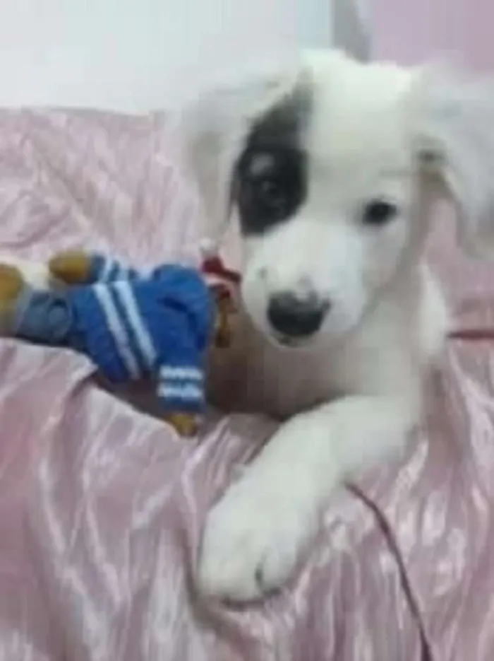 Cachorro ra a indefinida idade 7 a 11 meses nome TOY