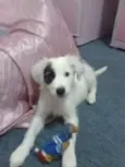 TOY