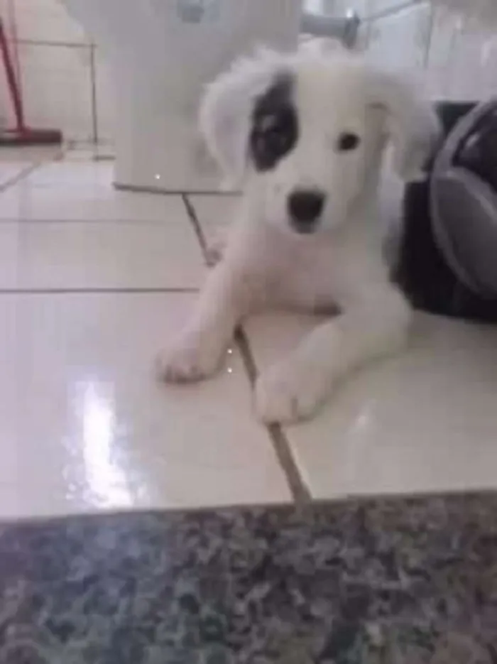 Cachorro ra a indefinida idade 7 a 11 meses nome TOY