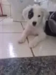 TOY