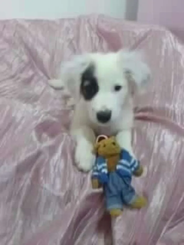 Cachorro ra a indefinida idade 7 a 11 meses nome TOY