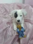 TOY