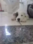 TOY