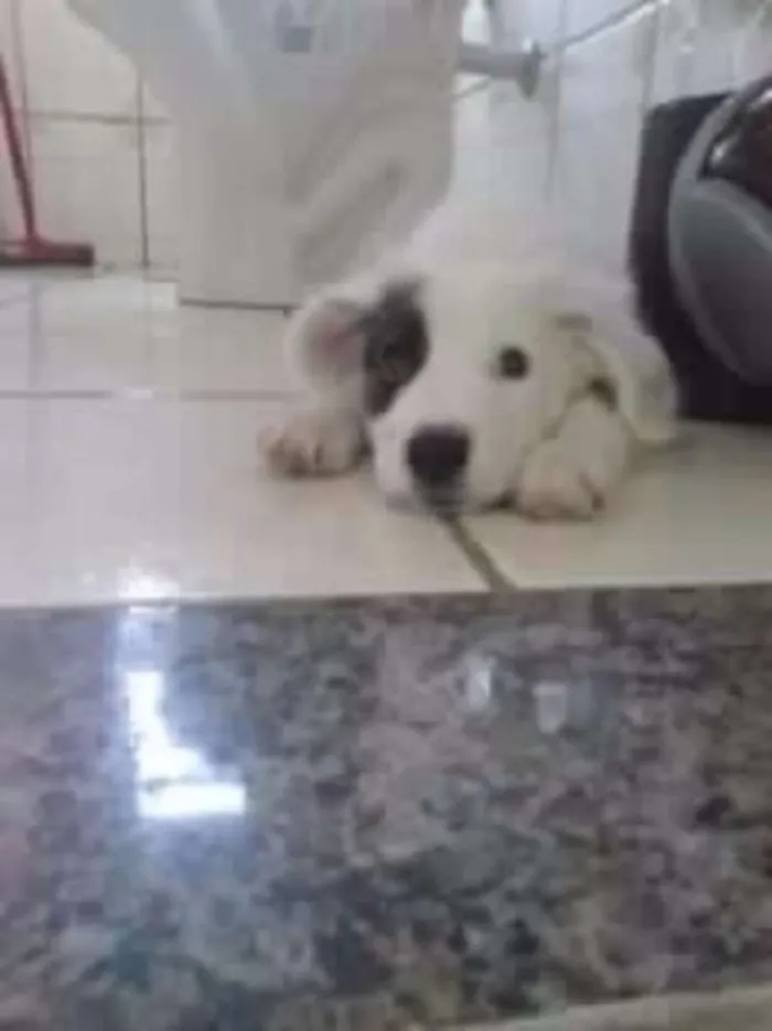 Cachorro ra a indefinida idade 7 a 11 meses nome TOY