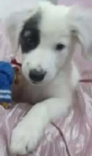 Cachorro raça indefinida idade 7 a 11 meses nome TOY