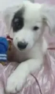 TOY
