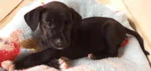 Cachorro raça  idade Abaixo de 2 meses nome Pretinho