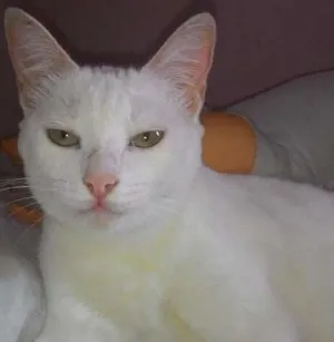Gato raça Angorá idade 1 ano nome fofinho