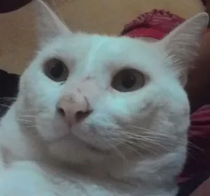 Gato raça Angorá idade 1 ano nome branquinho