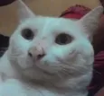 branquinho