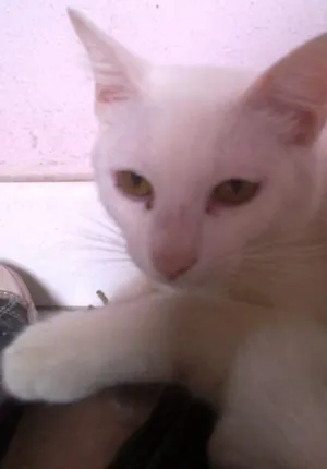 Gato raça angora idade 1 ano nome mingal