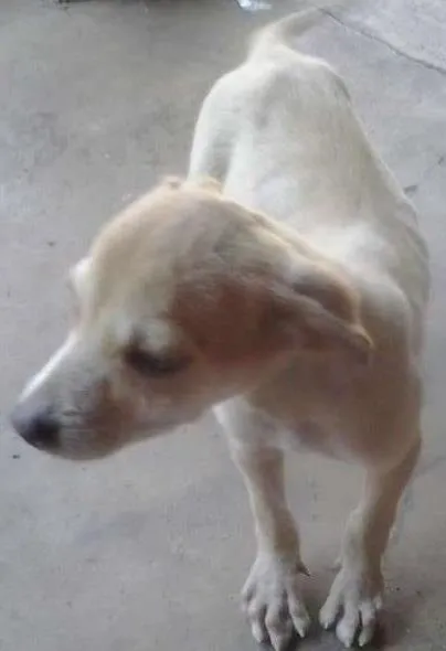 Cachorro ra a vira lata idade 2 a 6 meses nome Lili