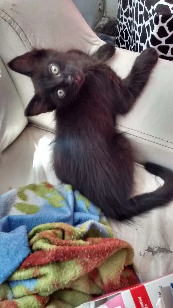 Gato ra a  idade 2 a 6 meses nome Sem nome