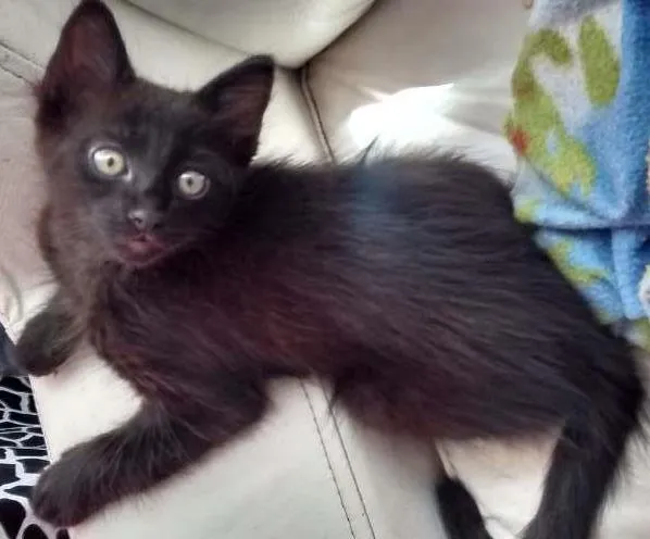 Gato ra a  idade 2 a 6 meses nome Sem nome