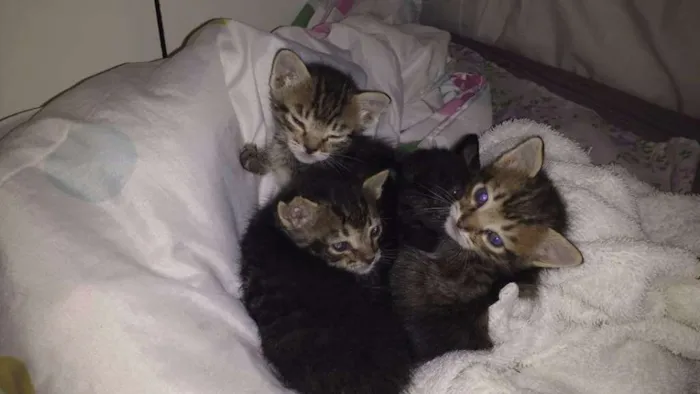 Gato ra a Siamês idade Abaixo de 2 meses nome Bolinha, Peludinho 