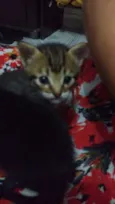 Bolinha, Peludinho 