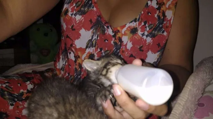 Gato ra a Siamês idade Abaixo de 2 meses nome Bolinha, Peludinho 
