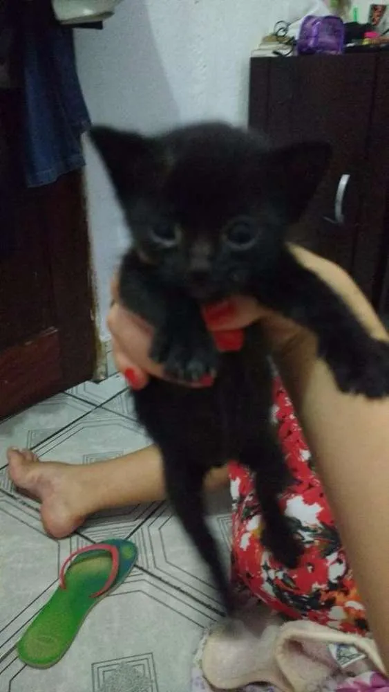 Gato ra a Siamês idade Abaixo de 2 meses nome Bolinha, Peludinho 