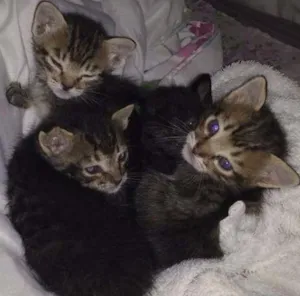 Gato raça Siamês idade Abaixo de 2 meses nome Bolinha, Peludinho 
