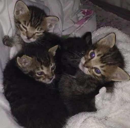 Gato ra a Siamês idade Abaixo de 2 meses nome Bolinha, Peludinho 