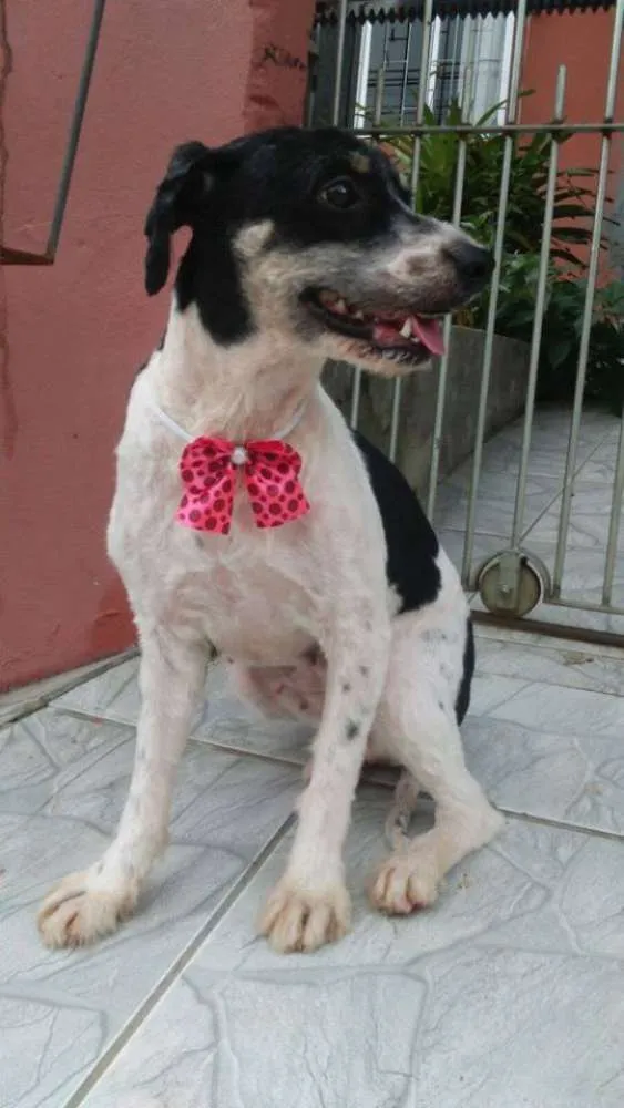 Cachorro ra a  idade 4 anos nome Casa dos horrores -