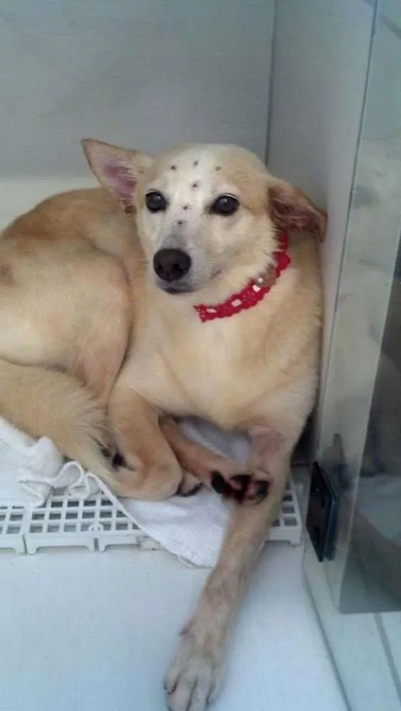 Cachorro ra a  idade  nome Casa dos horrores -
