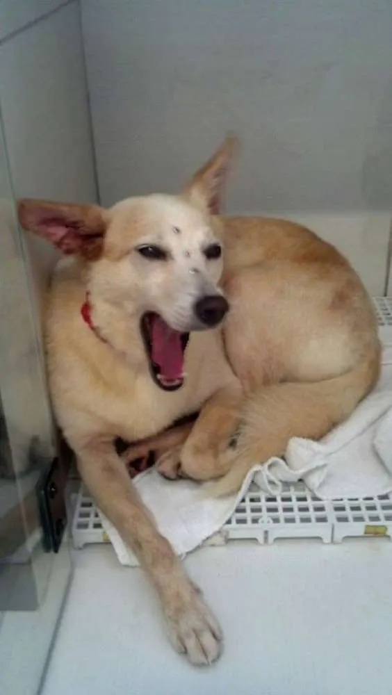 Cachorro ra a  idade  nome Casa dos horrores -