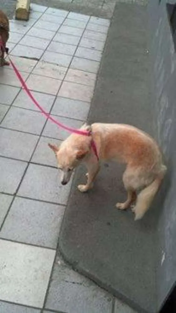 Cachorro ra a  idade  nome Casa dos horrores -