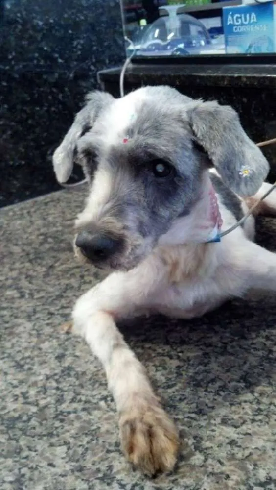 Cachorro ra a  idade  nome Casa dos horrores -