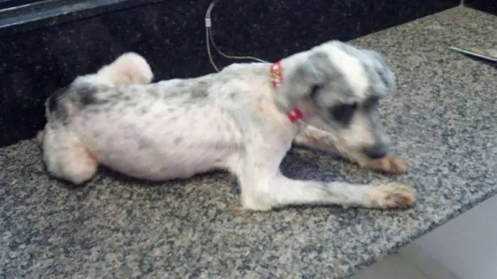 Cachorro ra a  idade  nome Casa dos horrores -